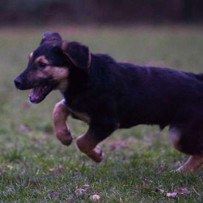 Hundetreffen-Abendrunde durch den Park-Profilbild