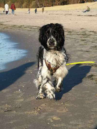 Dogorama Photo Challenge - Tierischer Urlaub-Beitrag-Bild