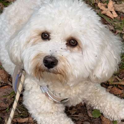 Hundetreffen-Spielrunde-Bild