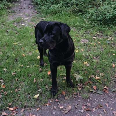 Hundetreffen-Spielrunde am Park an der Heckertstraße