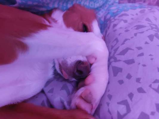 Fotochallenge Nr. 59 - Mein Hund zeigt die Zunge-Beitrag-Bild