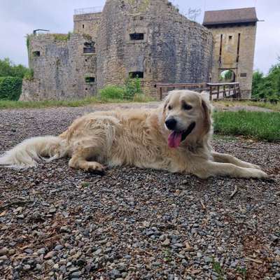 Hundetreffen-Spazieren gehen-Bild