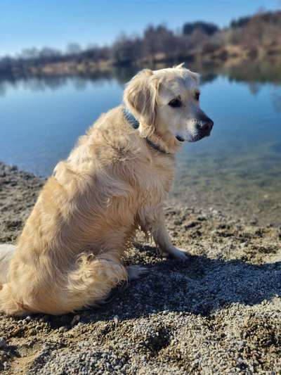 Hundetreffen-Spazieren gehen und spielen-Bild