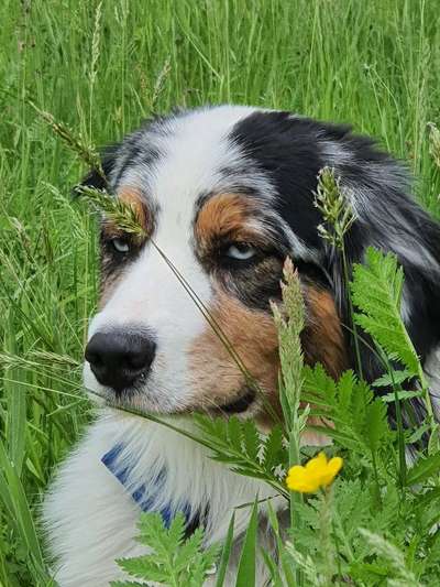 Die Dogorama Monats Challenge "Es grünt und blüht"-Beitrag-Bild