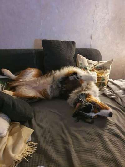 Zeige das lustigste Bild eures Hundis-Beitrag-Bild