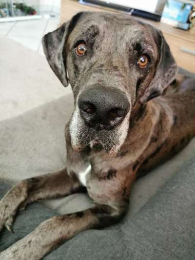 Dogorama Photo Challenge - Hundeblick zum hinschmelzen-Beitrag-Bild