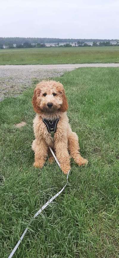 Labradoodle gesucht-Beitrag-Bild