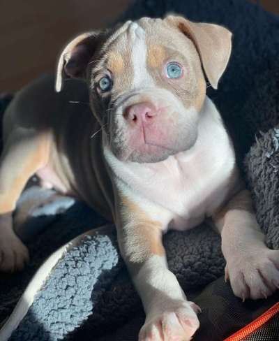 Dogorama Photo Challenge - Hundeblick zum hinschmelzen-Beitrag-Bild