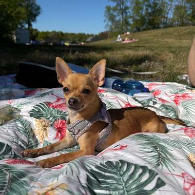 Hundetreffen-Spielrunde und Sozialisierung gesucht-Bild