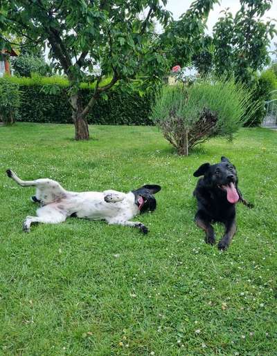 Stabyhoun ( Friese Stabij ) Halter gesucht!-Beitrag-Bild