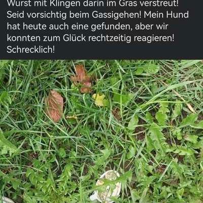 Giftköder-Wurst mit Klingen-Bild