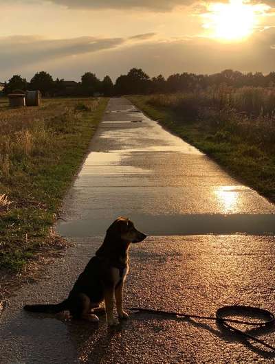 Dein Hund im Dogorama-Kalender 2021-Beitrag-Bild