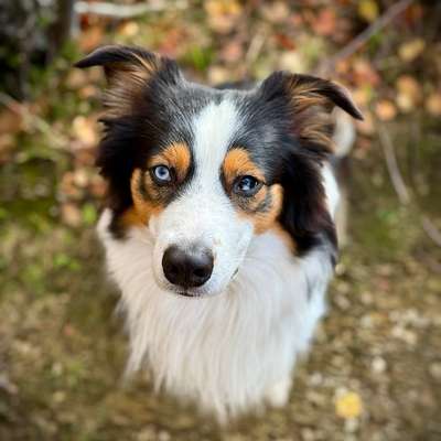 Hundetreffen-Welpen/Junghundetreffen in und um Lehndorf