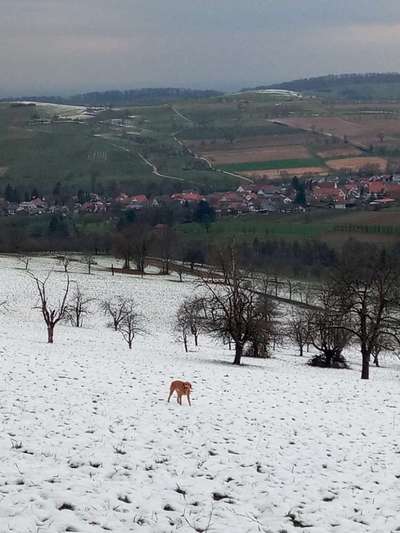 Verspielt-Beitrag-Bild