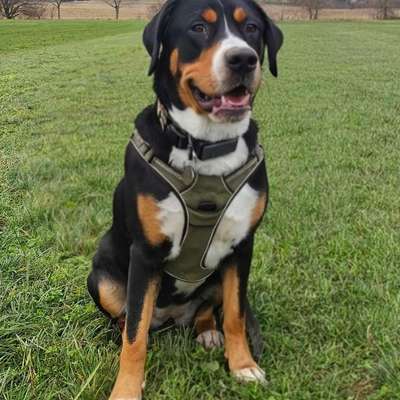 Hundetreffen-Spieletreffen + Training-Bild