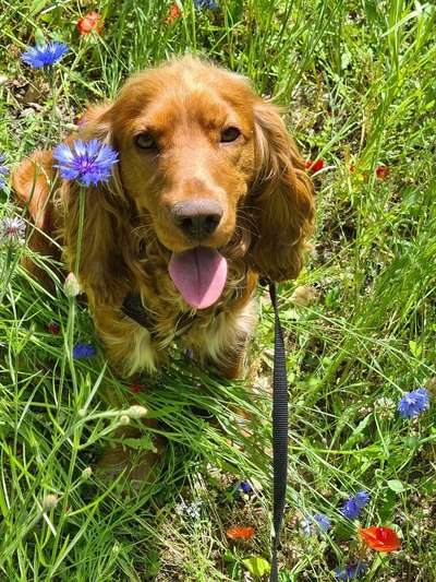 Die Dogorama Monats Challenge "Es grünt und blüht"-Beitrag-Bild