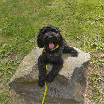 Hundetreffen-Social Walk/ gemeinsames Training-Bild