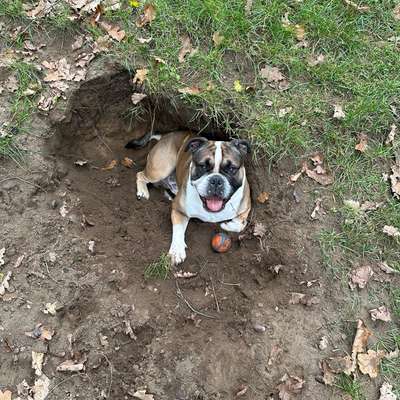 Hundetreffen-Spiel & Spaß-Bild