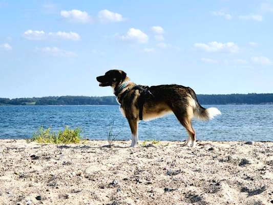 TierschutzhundeStammtisch🐕-Beitrag-Bild