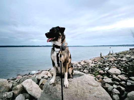 TierschutzhundeStammtisch🐕-Beitrag-Bild