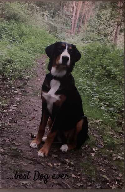 Berner Sennen-Beitrag-Bild