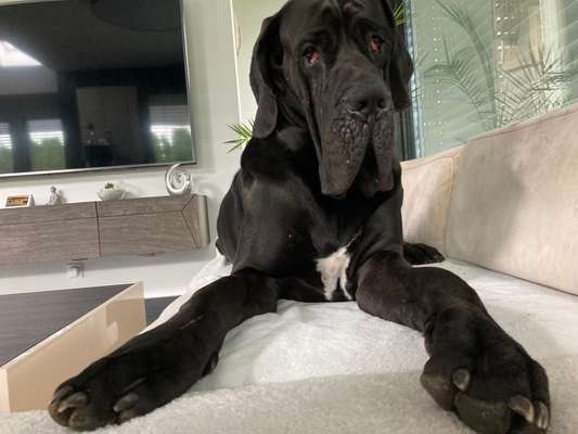 Deutsche Doggen Besitzer zeigt euch-Beitrag-Bild