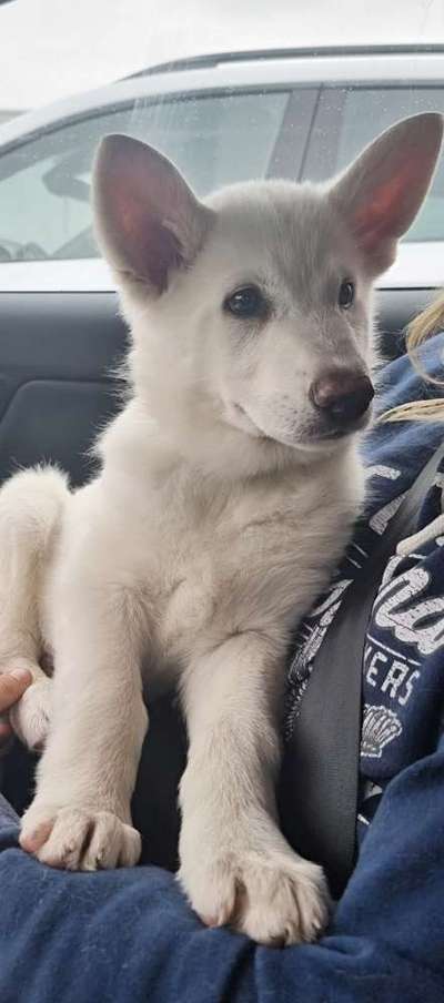 Deutsche Schäferhunde, Belgische Schäferhunde.-Beitrag-Bild