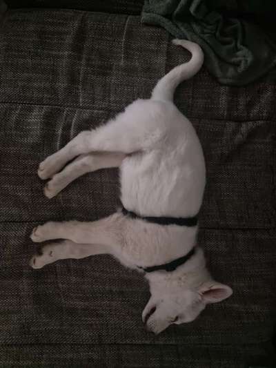 Schäferhundetreff PLZ-Beitrag-Bild