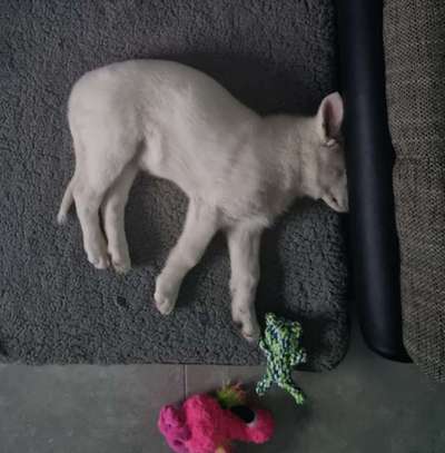 Welpen Bilder !-Beitrag-Bild