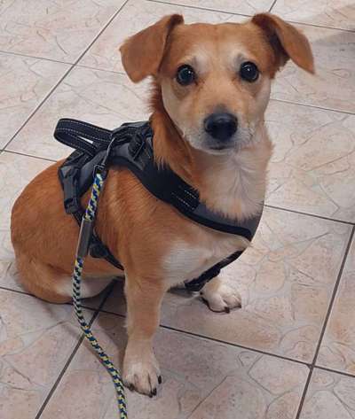 Wie sitzt mein Geschirr?-Beitrag-Bild