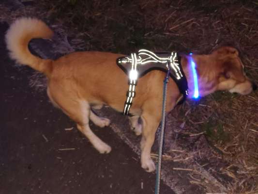 Wie sitzt mein Geschirr?-Beitrag-Bild