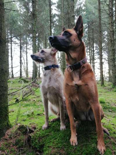 Schäferhund-Beitrag-Bild