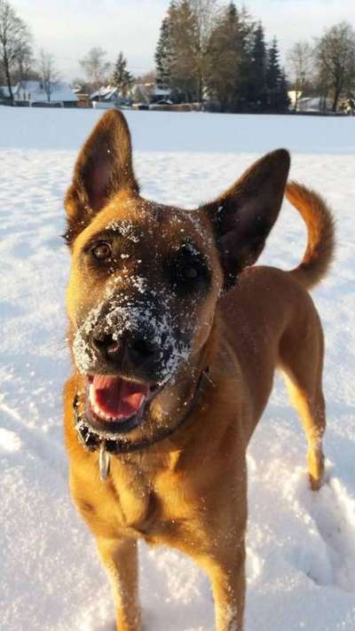 Die Dogorama Kalender Challenge Teil 2/4-Beitrag-Bild