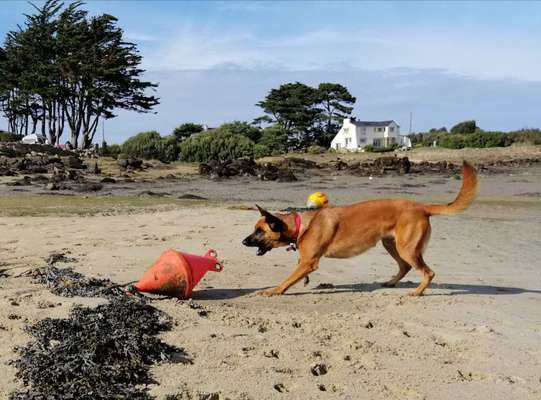 Die Dogorama Wochen Challenge: “Dein Hund im Urlaub”-Beitrag-Bild