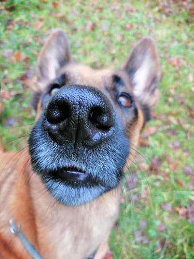 Zeigt eure Malinois!!!-Beitrag-Bild