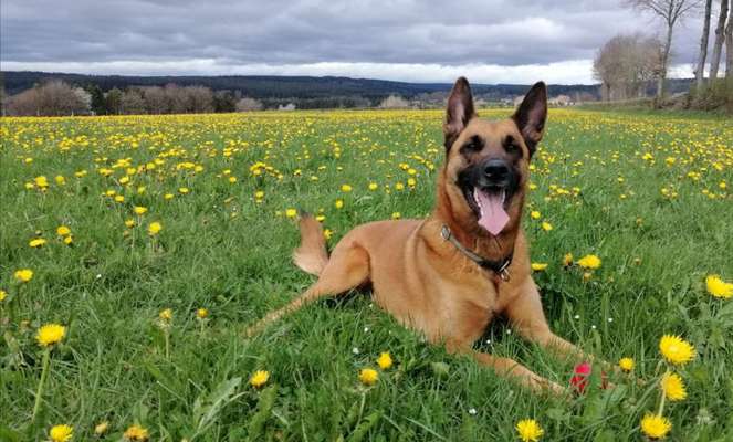 Die Dogorama Monats Challenge "Es grünt und blüht"-Beitrag-Bild