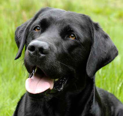 Die Dogorama Kalender Challenge Titelbild-Beitrag-Bild