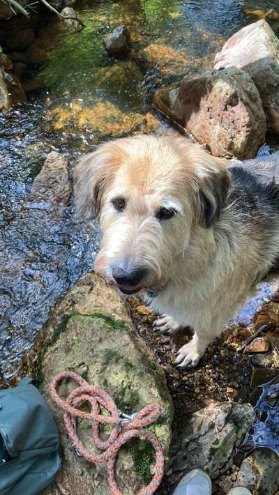 Gibts hier Mioritic Besitzer?-Beitrag-Bild