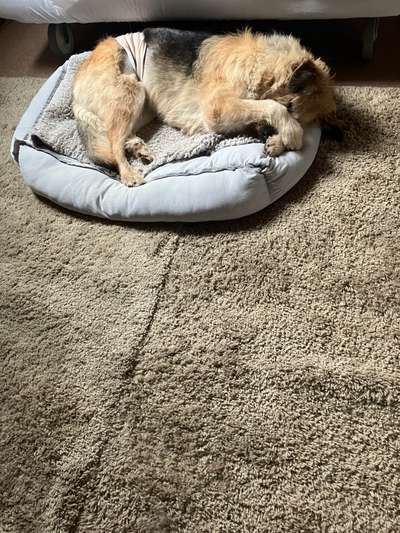 Mischlinge raten - Rätselspaß-Beitrag-Bild