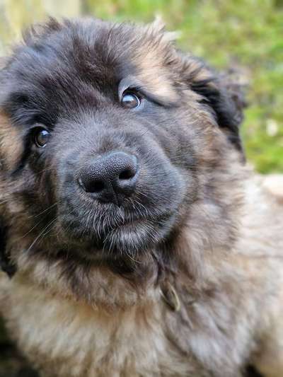 Zeigt mal eure besten Freunde-Beitrag-Bild