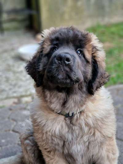 Leonberger-Beitrag-Bild