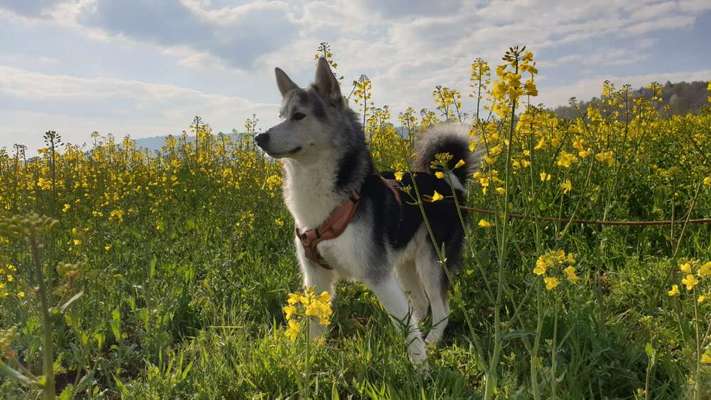 Hundetreffen-Gassi gehen und oder spielrunde-Bild