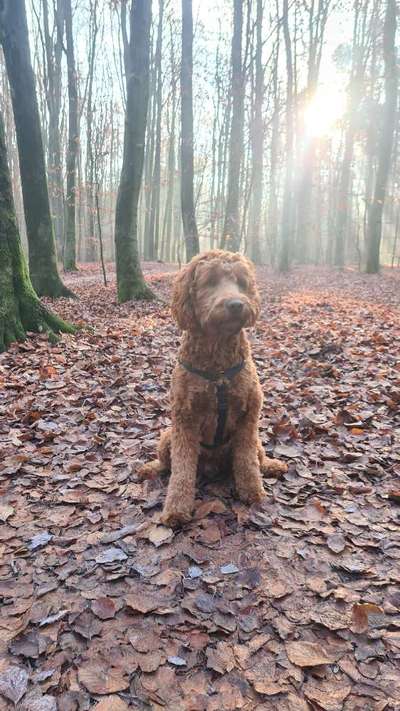 12. Farben Foto Challenge --- Braun-Beitrag-Bild