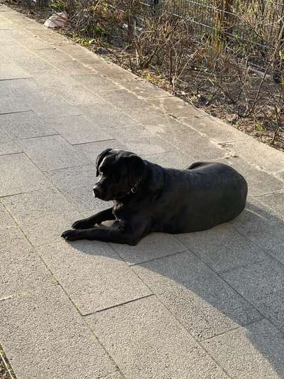 Hundetreffen-Gassierunde / Spiel ältere Hunde-Bild