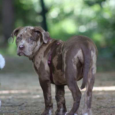 Hundetreffen-Hundefreunde/Spielkameraden-Bild