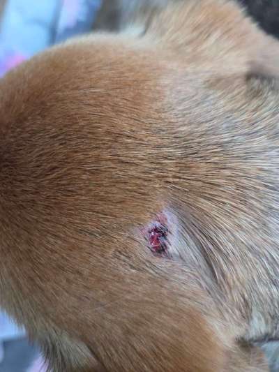 Zeckenbiss-Beitrag-Bild