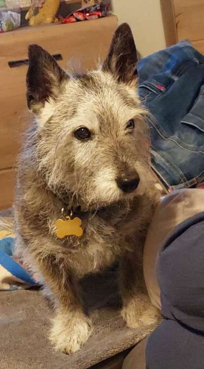 Unsere Fellnasen im Regenbogenland-Beitrag-Bild