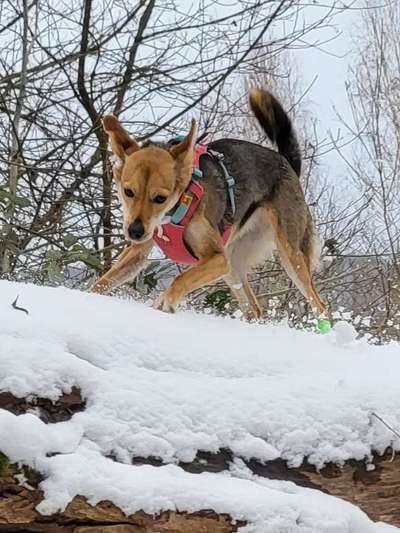 Dogorama Photo Challenge - Winterstimmung-Beitrag-Bild