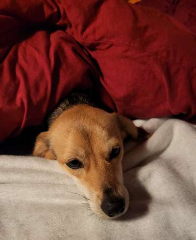 Darf der Hund bei Euch im Bett schlafen?-Beitrag-Bild