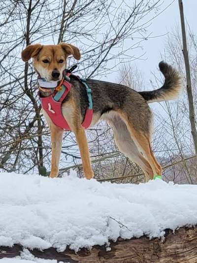 Sind hier auch Kokonis oder Kokonimixe zu finden?-Beitrag-Bild